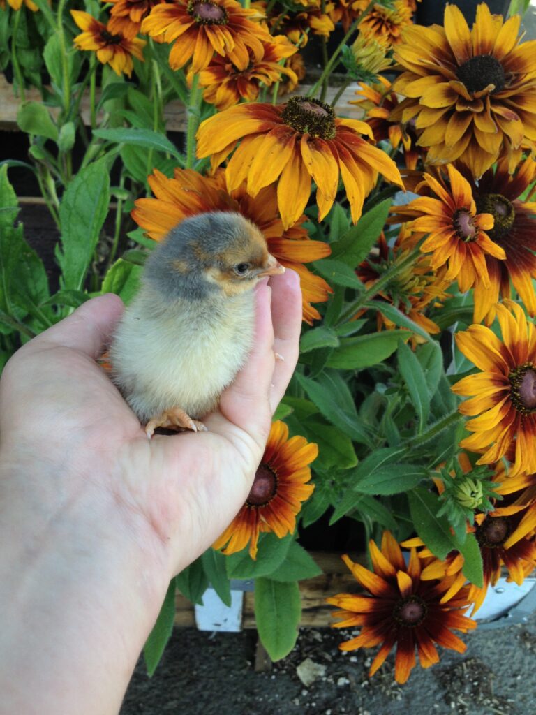 a chick being held in a hand in front of flowers