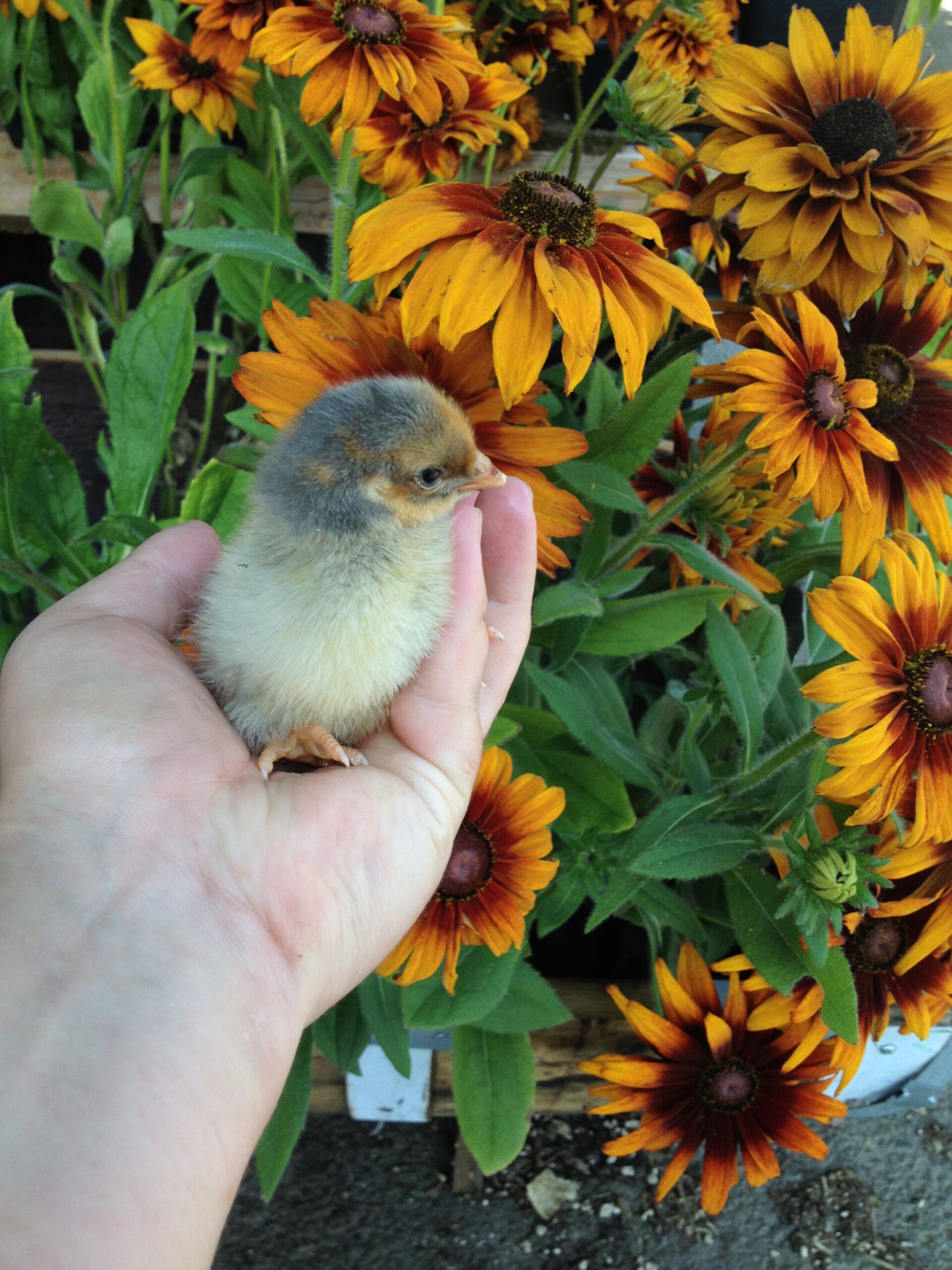 a chick being held in a hand in front of flowers