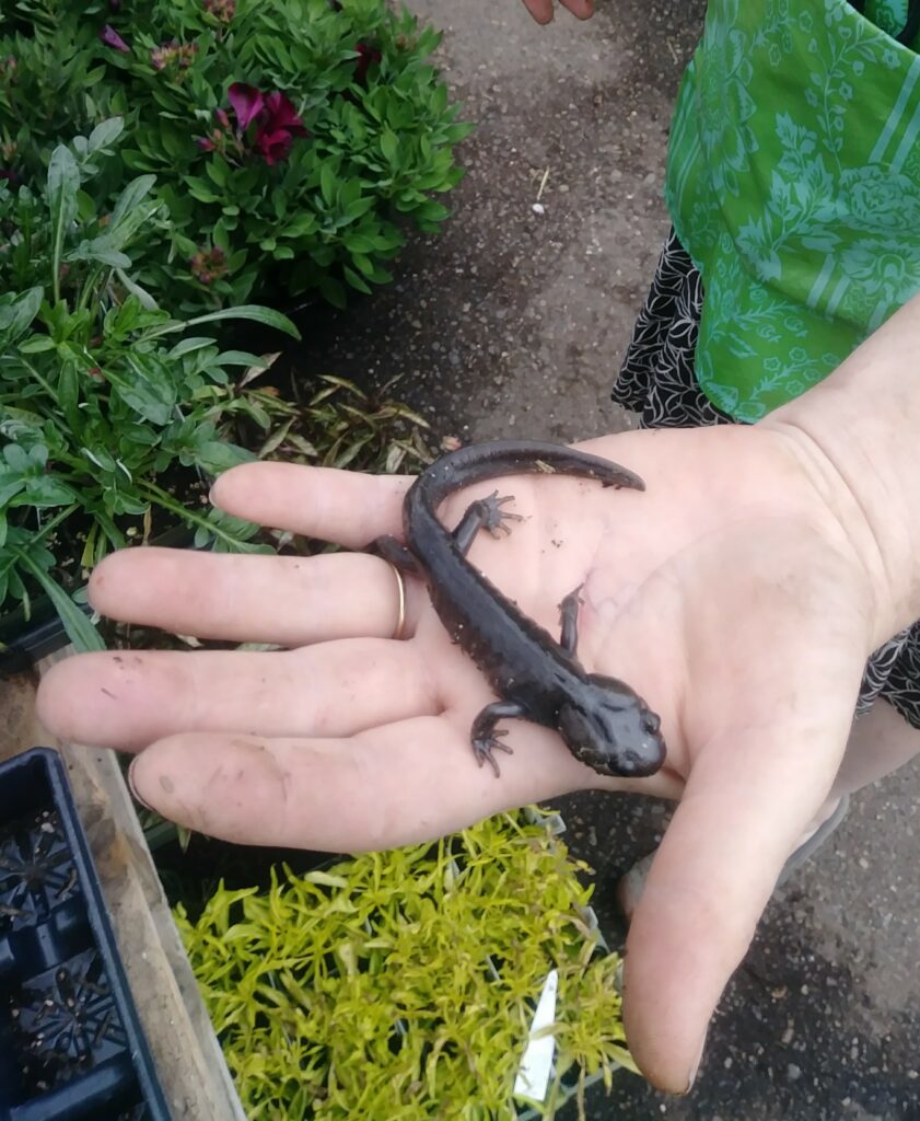 one of the salamanders that can be found in our nursery. Salamanders are very sensitive to pesticides and chemicals. Tha fact that they hang out in our nursery shows that utilizing strictly organic methods and products to maintain our nursery directly benefits wildlife.