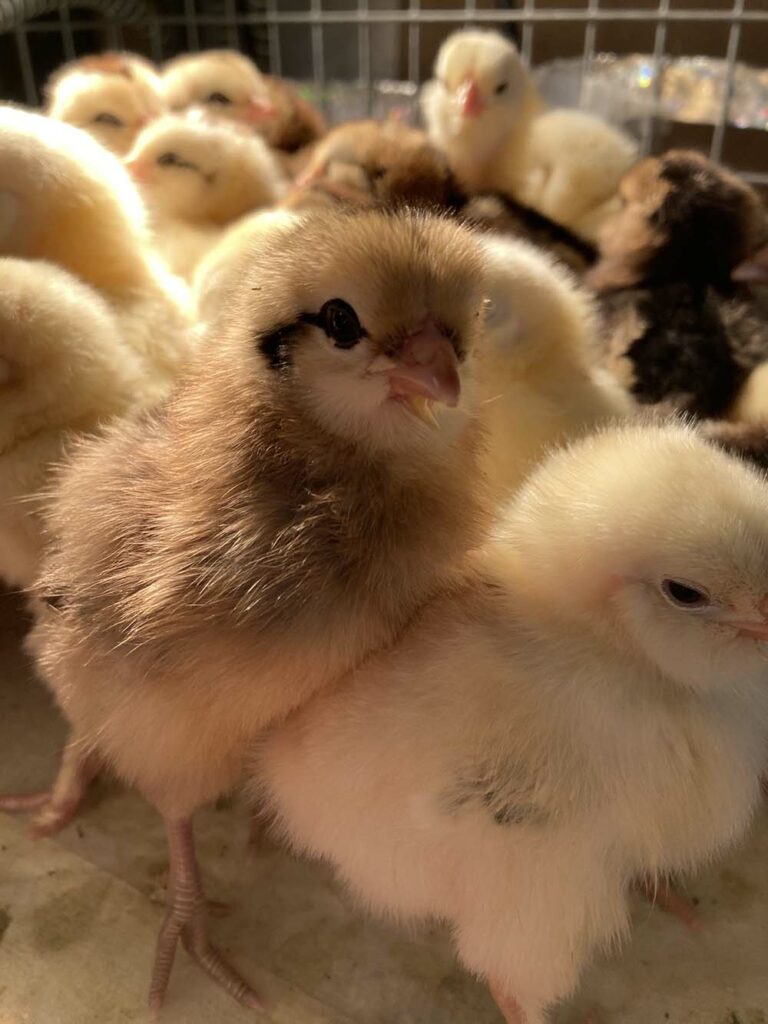 baby chicks