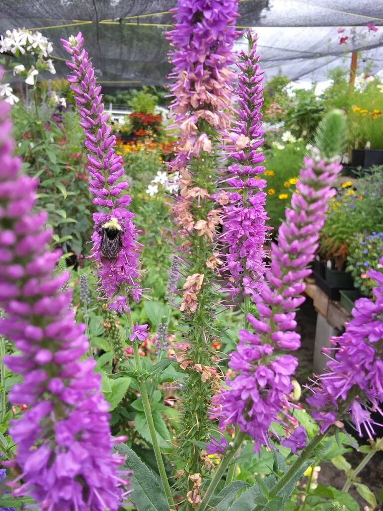 bee on flower