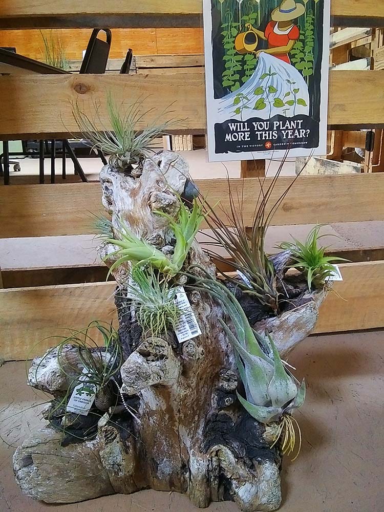 Discover our Upstairs! Houseplants, Homestead supplies, Gifts and More! -  Eastside Urban Farm and Garden Discover our Upstairs! Houseplants,  Homestead Supplies, Gifts and More