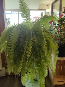 The beautiful greenery of ferns for winter days indoors