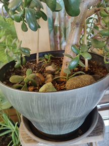 jade seedling in the bottom of the pot