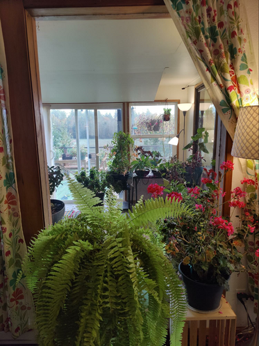 Discover our Upstairs! Houseplants, Homestead supplies, Gifts and More! -  Eastside Urban Farm and Garden Discover our Upstairs! Houseplants, Homestead  Supplies, Gifts and More