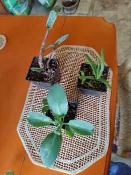 propagating houseplants