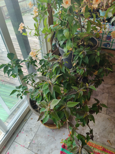 Mandevilla and poinsettia