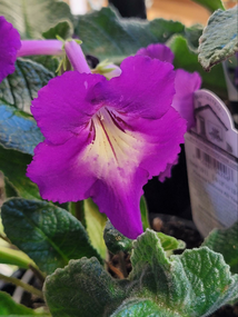 Streptocarpus in bloom