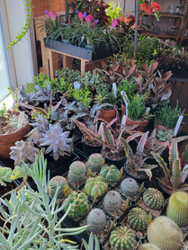 So many plants to choose from!