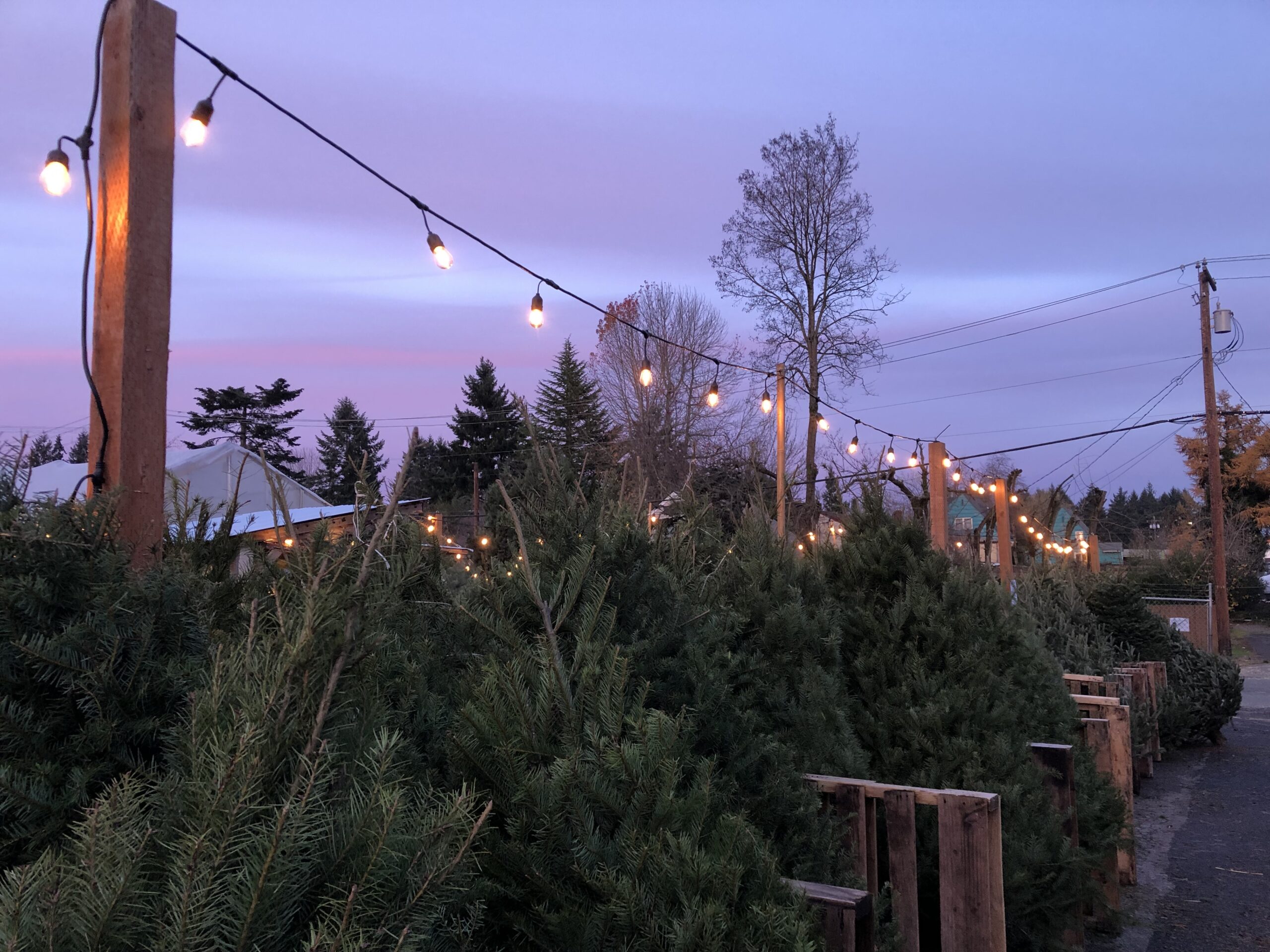 Christmas trees 2023