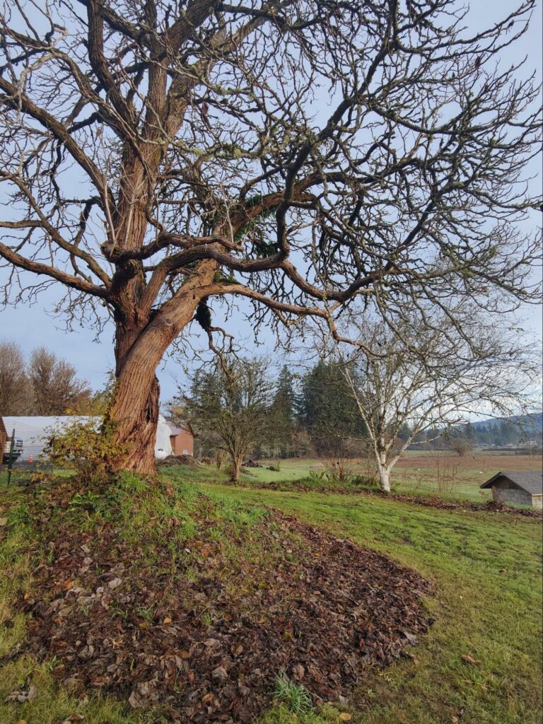 A large tree on the farm, with the debris cleared from around it.