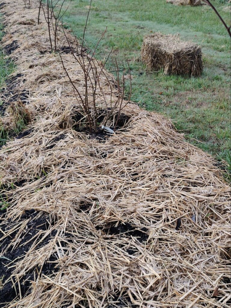 Mulch in the form of straw over a garden bed