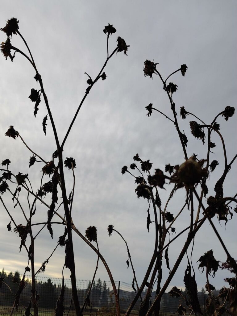 Seed-heads from sunflowers which feed the birds all winter