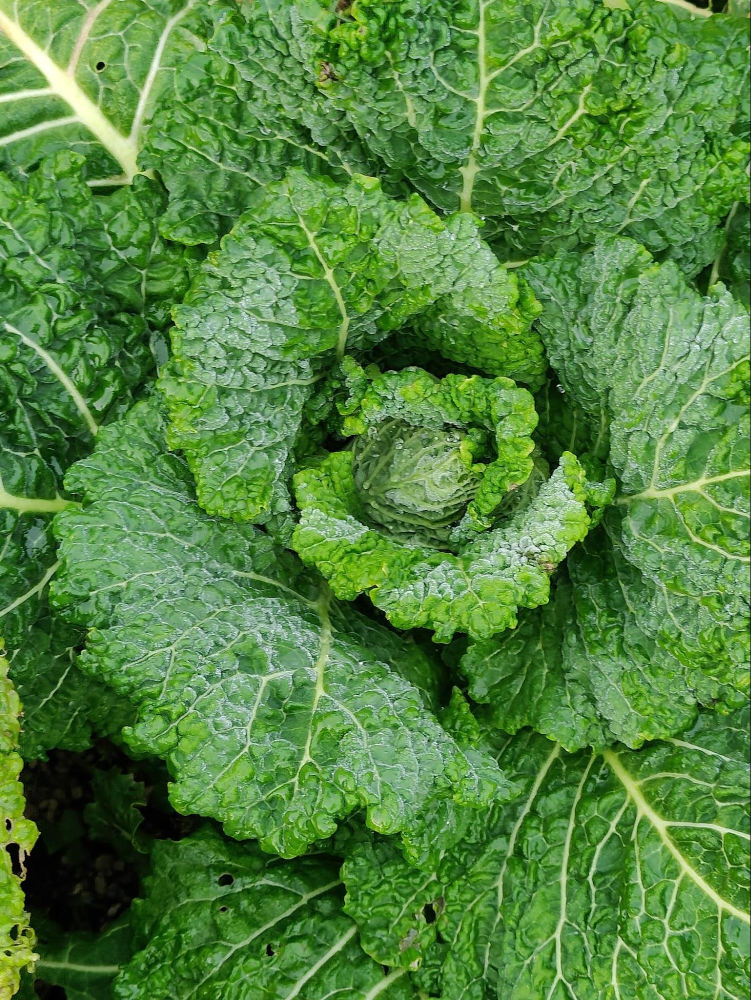 Winter veggies in the garden