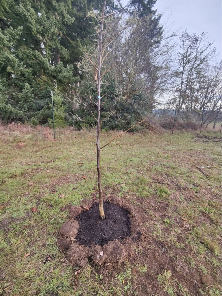 Mulching to create healthy soil for a healthy tree over the Winter