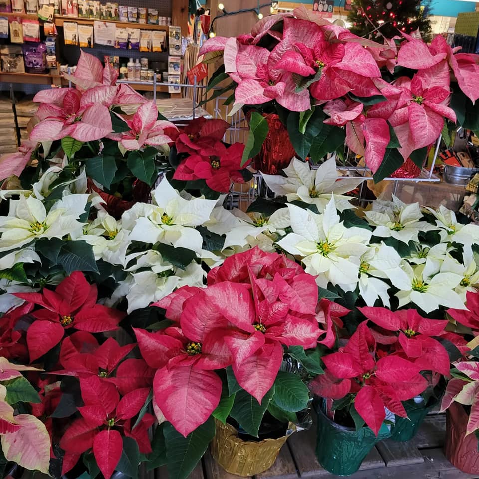 http://urbanfarmoly.com/wp-content/uploads/2023/11/poinsettias.jpg