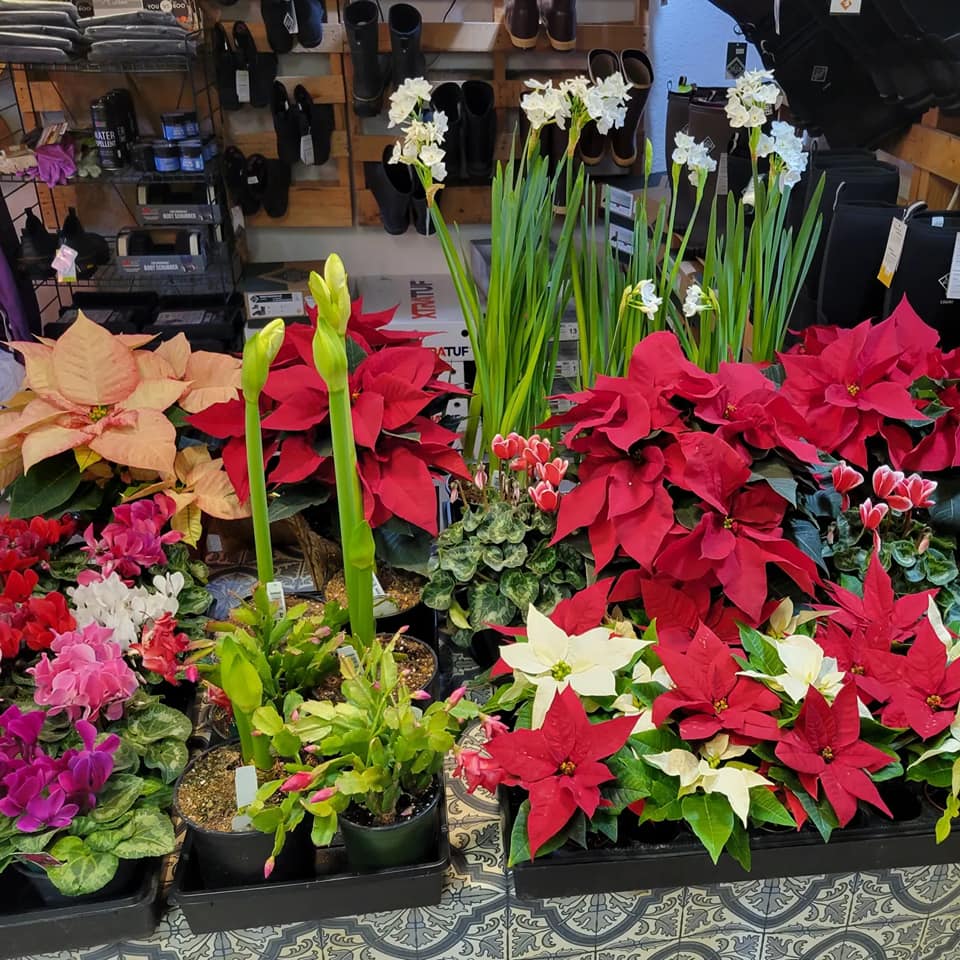 Holiday plants